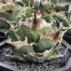 2025年最新】トリケラトプス アガベの人気アイテム - メルカリ