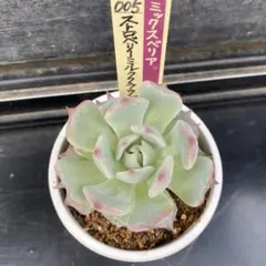 2025年最新】ストロベリーミルククラウン 多肉の人気アイテム - メルカリ