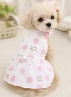犬服 ワンピース 水玉 ピンク Dカン付き ハーネス 小型犬 春夏のサムネイル