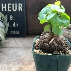 【鉢のまま発送】亀甲竜 亀甲竜 | mana's farm:塊根植物・アガベ・ドライガーデン植物