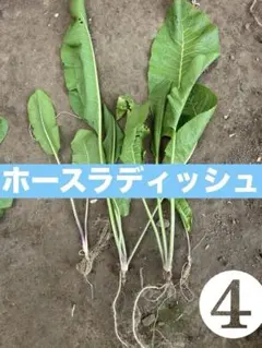 2026年最新】わさび 苗の人気アイテム - メルカリ