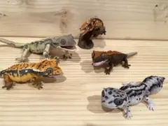 生き物大図鑑　爬虫類フィギュア　5点セット クレス レオパ カプセルトイ
