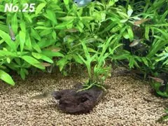 2026年最新】ミクロソリウムトライデントの人気アイテム - メルカリ