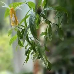 パキスタキス ルテア 黄色い花 観葉植物のサムネイル