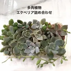 【多肉植物】エケベリア カット苗 詰め合わせ