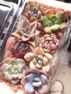 2026年最新】多肉植物 韓国苗 セットの人気アイテム - メルカリ