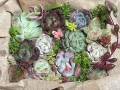 多肉植物　寄植えセット【A】　カット苗　エケベリア　セダム　韓国苗