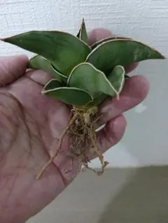 てんてん様 リクエスト 2点 まとめ商品