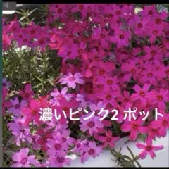 ゆみ様 リクエスト 2点 まとめ商品