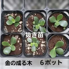 金の成る木　抜き苗　６ポット　縁起物のサムネイル