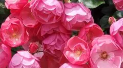 Shion様 リクエスト 2点 まとめ商品