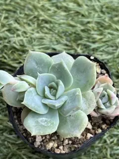 多肉植物 白牡丹 抜き苗 1本 - メルカリ
