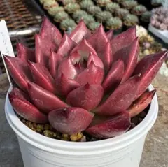 多肉植物 ロビン 感謝セール品 存在感のある深紅の苗 艶のある尖った葉