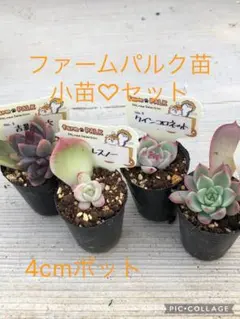 2025年最新】クインコロネットの人気アイテム - メルカリ