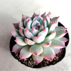 なも様 リクエスト 2点 まとめ商品