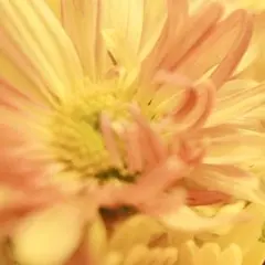 オーシャン様　専用