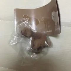 ふんばりーぬ　トイプードル