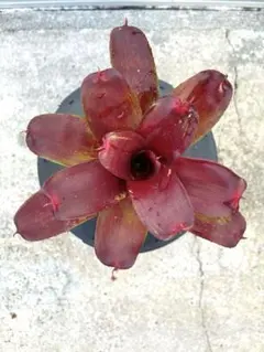 ナーセット様 リクエスト 4点 まとめ商品