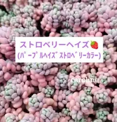 梅ちゃん様 リクエスト 2点 まとめ商品