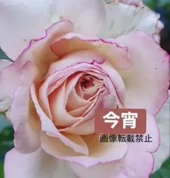 2026年最新】レア薔薇苗の人気アイテム - メルカリ