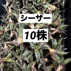 2025年最新】アガベ 子株 セットの人気アイテム - メルカリ