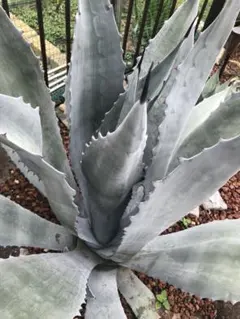 2025年最新】ウィンテリアーナの人気アイテム - メルカリ