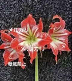 ②アマリリス　　1球根のサムネイル