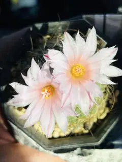 pepe様 リクエスト 3点 まとめ商品