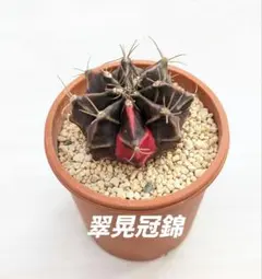 サボテンの種類について学んだら、ユニークすぎてもっとサボテンを育て