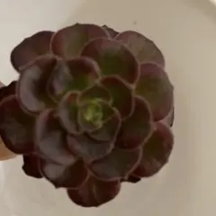 アエオニウム 黒法師 多肉植物　5カットのサムネイル