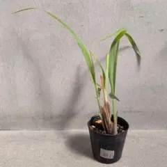 ユッカ ロストラータ 実生 抜き苗 - メルカリ