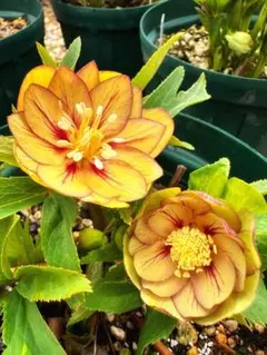 2026年最新】大木ナーサリー クリスマスローズの人気アイテム - メルカリ