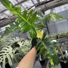 オススメ】食虫植物ヘリアンフォラ ミノールピロサ×マクドナルダエ