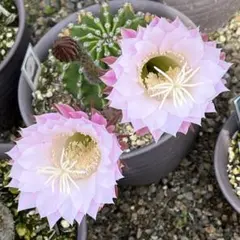 荷香 芳香品種 新品種花サボテン エキノプシス属 カキコ - メルカリ