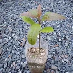 カカオの苗木 2鉢セット - メルカリ