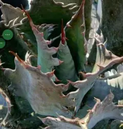 2026年最新】アガベ パラサナ ハイブリッドの人気アイテム - メルカリ