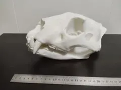 高品質 国産（兵庫）アナグマの頭骨 - メルカリ