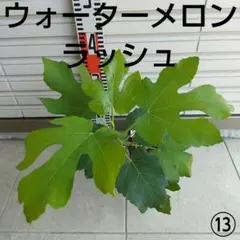 2026年最新】イチジク穂木ウォーターメロンラッシュの人気アイテム