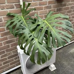 No.5 ①モンステラ デリシオーサ 挿し木 カット茎 チャレンジ用 特大