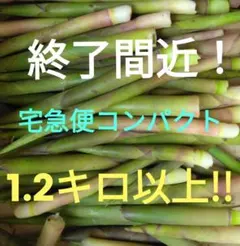 毎年好評！山菜　根曲がり竹　道産　1キロ　ネマガリダケ　箱込み1.5　細いのサムネイル
