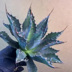 2026年最新】アガベ イランの人気アイテム - メルカリ