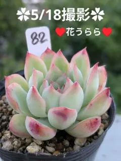 ミックスベリア ベリースフレ 抜き苗 おらいさん 多肉植物 - メルカリ