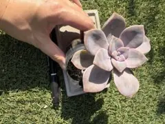 リリ様 リクエスト 2点 まとめ商品