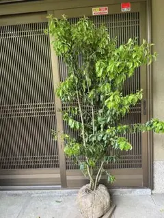 美形。山採りソヨゴ 雄株2.6M(鉢底から)品番C 超美形。山採りソヨゴ雄株1.4M(鉢底から)品番F - メルカリ