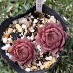 多肉植物 センペルビウム ダラス No.24【桃】 - メルカリ
