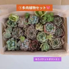 ① 多肉植物セット エケベリア 寄せ植えセット 多肉弁当