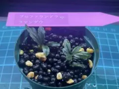 超お得‼️銀葉ブセ◎ブセファランドラ spムラウィソリッドブルー