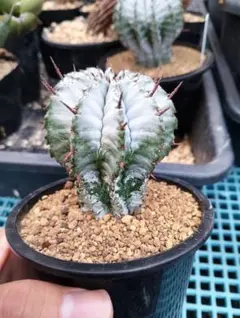 特白 ユーフォルビア ホリダ 