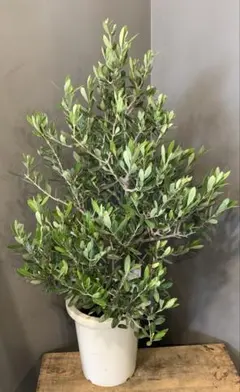 オリーブの木 イタリア製 テラコッタ鉢植え エルグレコ H120 - メルカリ