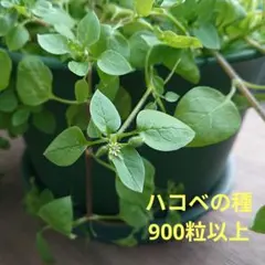 ハコベの種 900粒以上のサムネイル